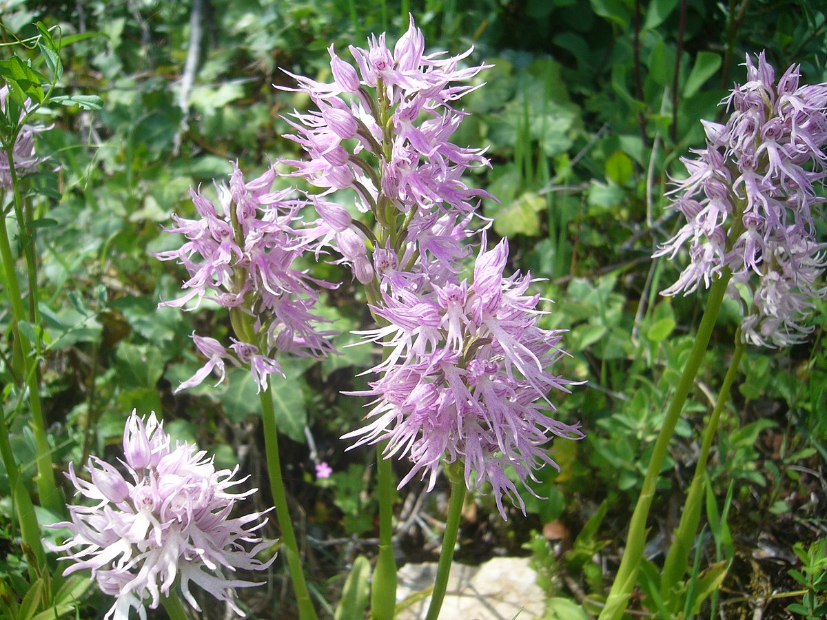 Wild Orchids in Arrábida!